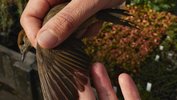Eine Nahaufnahme von einem kleinen Vogel, zwei Hände öffnen seinen Flügel, man sieht seine Federn ausgebreitet auf der linken Hand