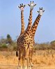 Eine Giraffe mit drei Köpfen steht in der Savanne. Die Giraffenköpfe wurden durch drei männliche Köpfe ersetzt.