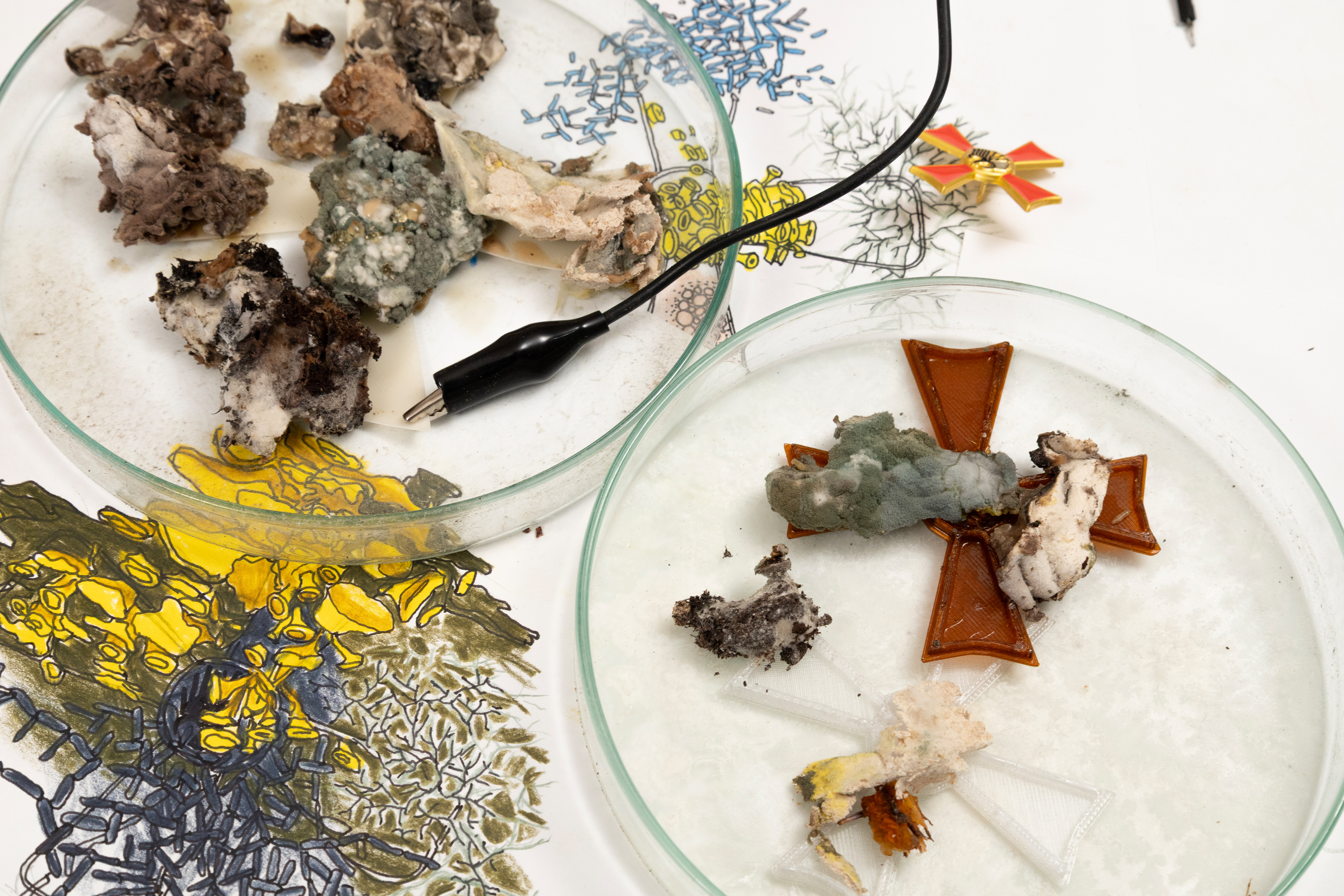 Nahaufnahme zweier Petrischalen mit verschiedenfarbigen Schimmel- und Materialproben, gezeichneten organischen Strukturen und kreuzförmigen Objekten; darüber verläuft ein schwarzes Kabel.