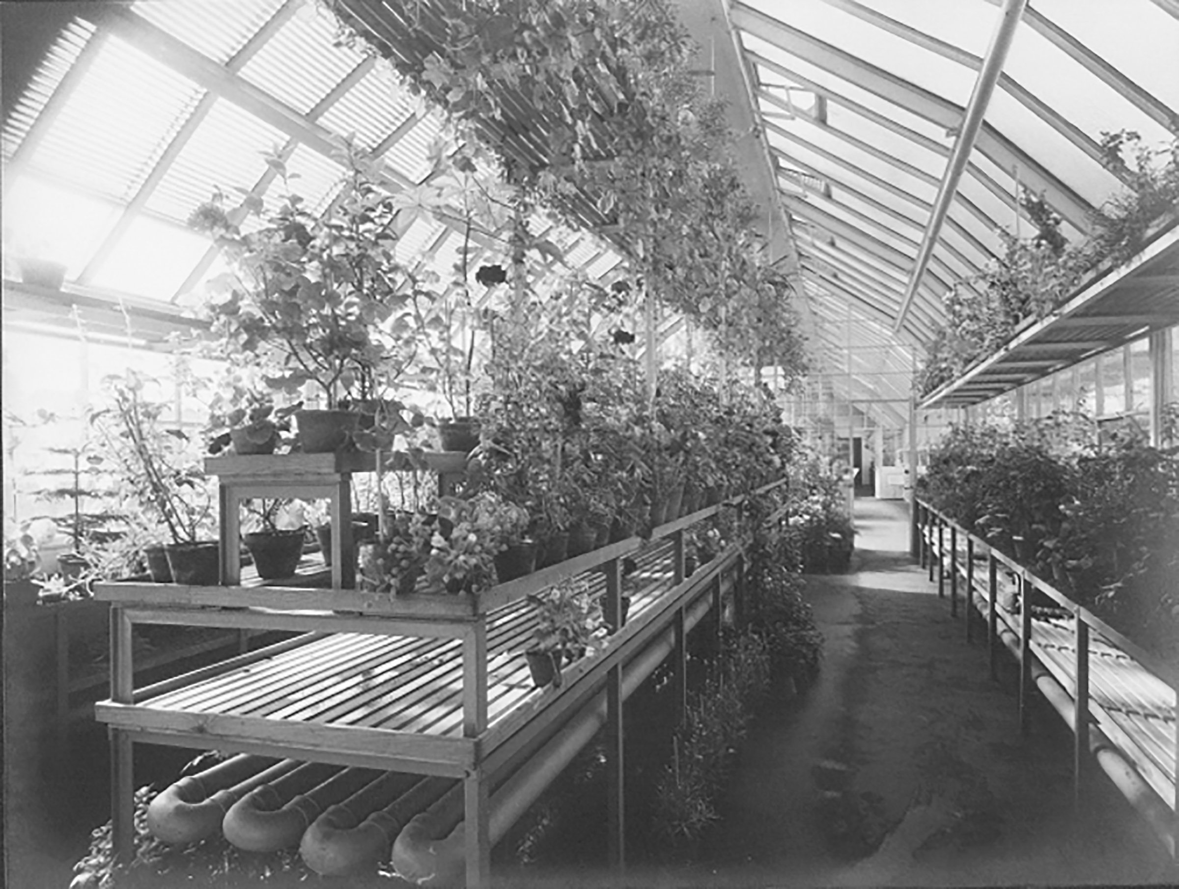 Historic black-and-white photograph of a greenhouse with a glass roof; numerous potted plants are arranged on long tables, and a narrow walkway runs through the light-filled structure.