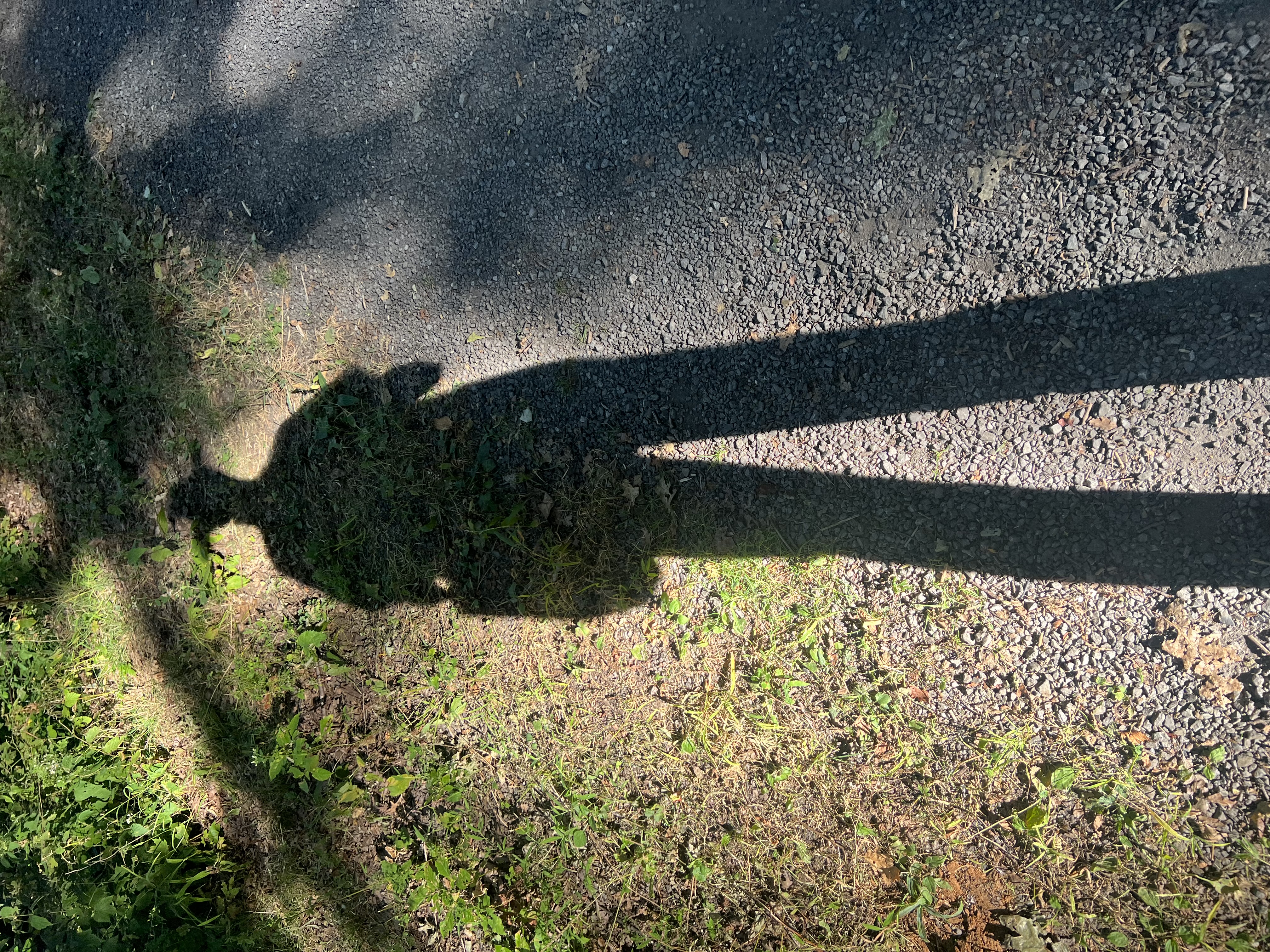Schatten einer stehenden Person auf einem Weg neben Gras und Pflanzen.